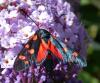 Zygaena ephialtes